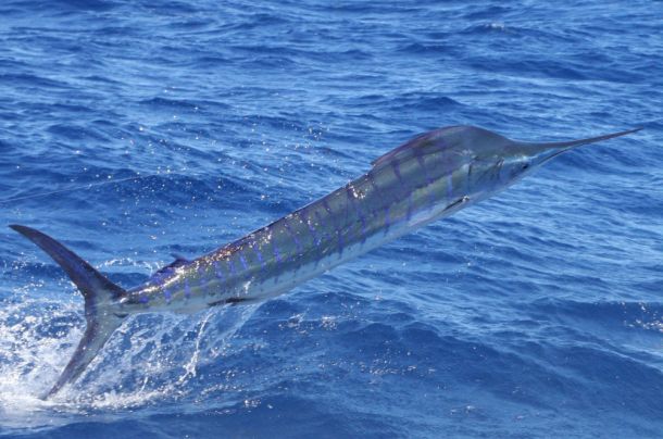 Port firing in lead-up to Interclub